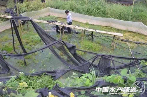 福建多地蛙场持续清零中、贵州、四川……又拆了这些