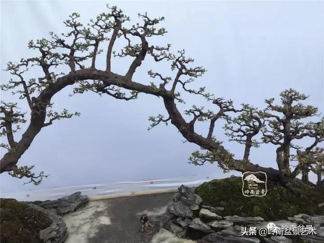 值得珍藏的经典雀梅盆景