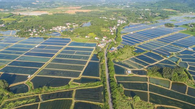 大闸蟹丰收，农户转型青虾养殖追逐新机遇