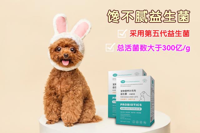 泰迪犬如何饲养？看这篇文章就够了