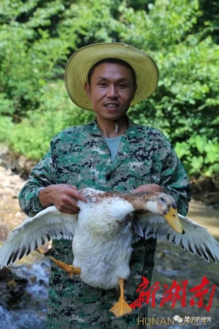 指尖一点消销愁，土鸭飞出山窝窝