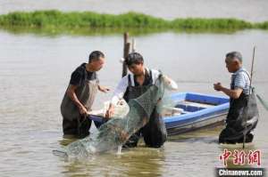 南昌龙虾养殖基地(江西小龙虾养殖面积249万亩 综合产值达300亿元)