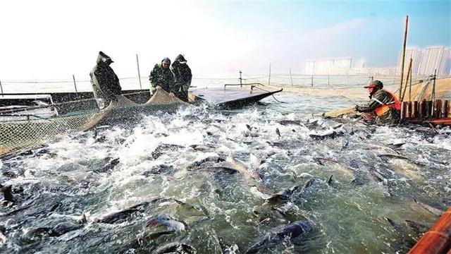 水库施肥养殖花鲢白鲢技术