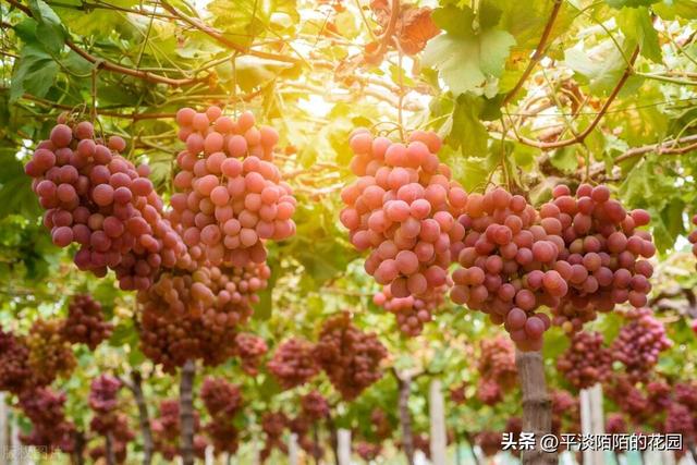 北方庭院好养又美观的藤本植物选择