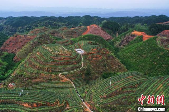 四川洪雅：万亩茶园春采忙“黄金叶”助乡村焕新颜