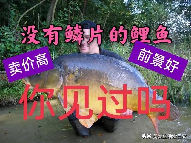 没鳞片的鲤鱼，你认识吗？能不能吃，价钱如何？一文说清