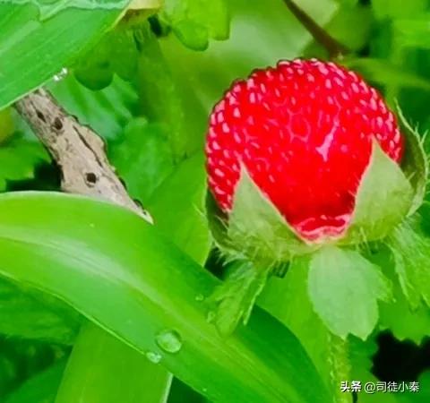 揭秘！小秦带来的无菌蝇蛆饲料秘密