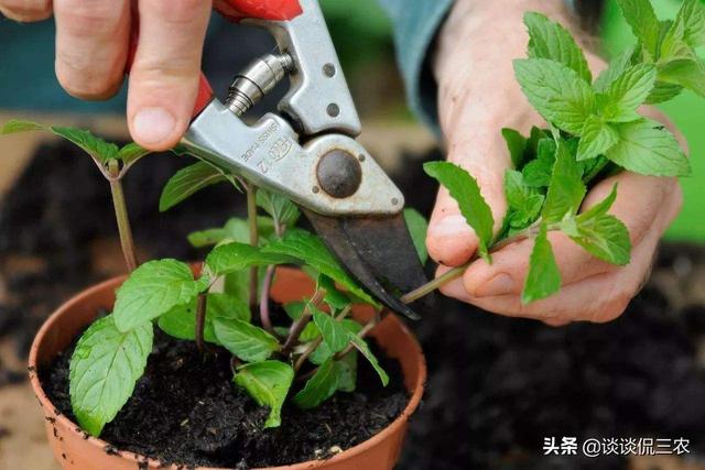 薄荷如何养？薄荷长势不旺怎么办？听听专家的建议