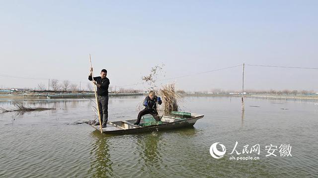 安徽五河：春暖放虾苗 生态种养忙