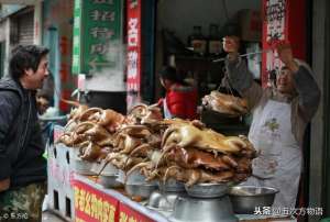 肉狗养殖繁育基地(肉狗品种简介)