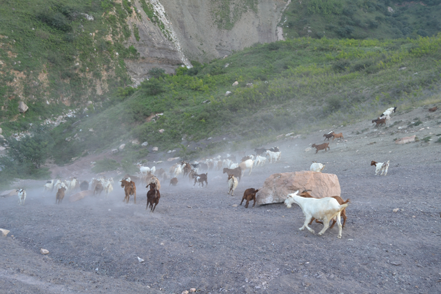 永济吴阎麻坪，高山之上进行养殖，村民收获颇丰