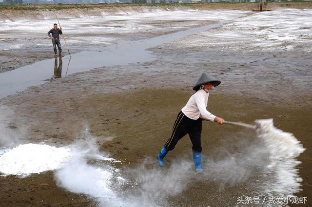 龙虾养殖标准化流程，让你对龙虾养殖不再迷茫