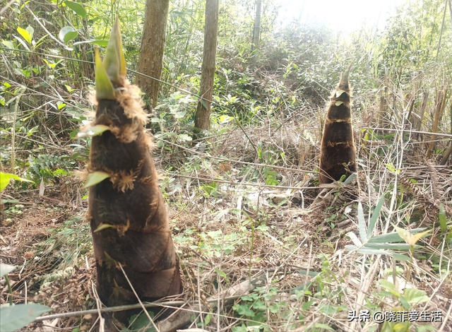 4种“财运竹”，养在客厅，富贵长寿“节节高升”