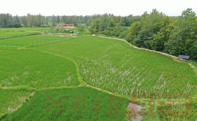 商城鸭田稻，每亩净利润是常规稻田4倍