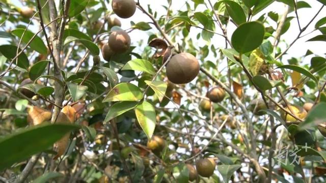 林下养着“跑山羊”，油茶有了“守护者”