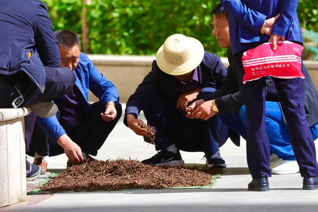 中国最大的冬虫夏草市场—西宁玖鹰虫草市场