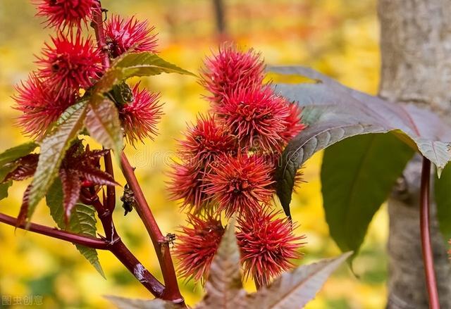 7种“大毒花”，夏天正开花，遇见远离它