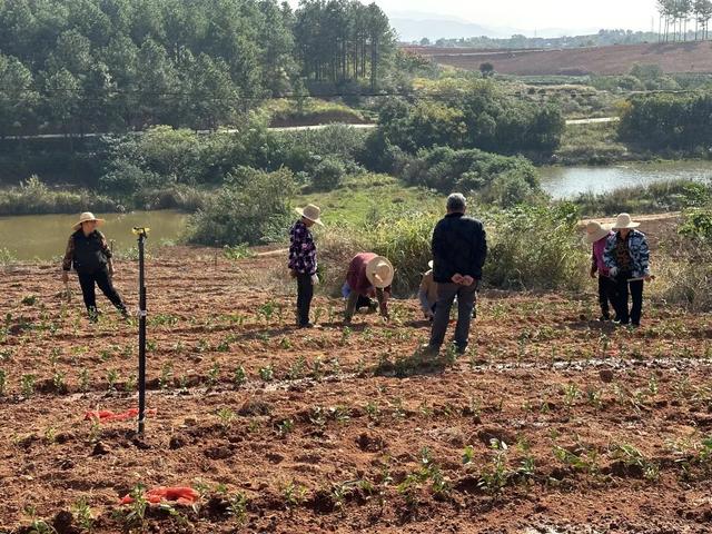 孝昌周巷：新村企共建模式 打造万亩生态茶园