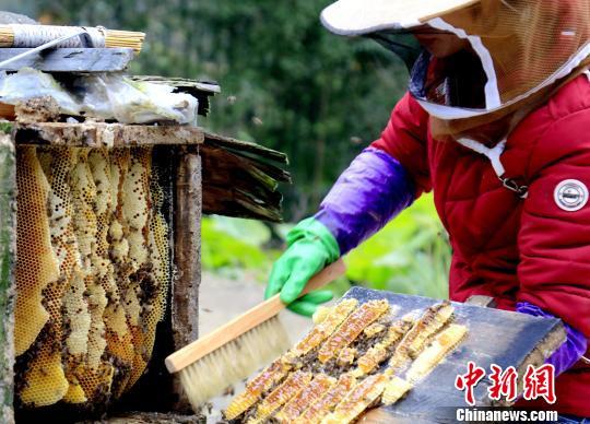 贵州施秉：原生态“聚宝盆” 蜜蜂酿“甜”百家