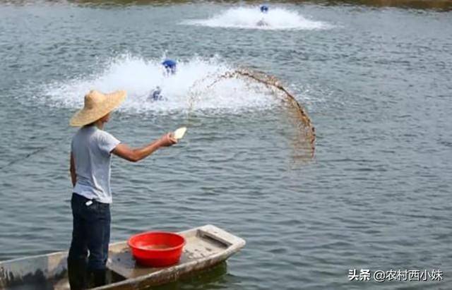 怎么养好青虾？青虾池塘养殖技术