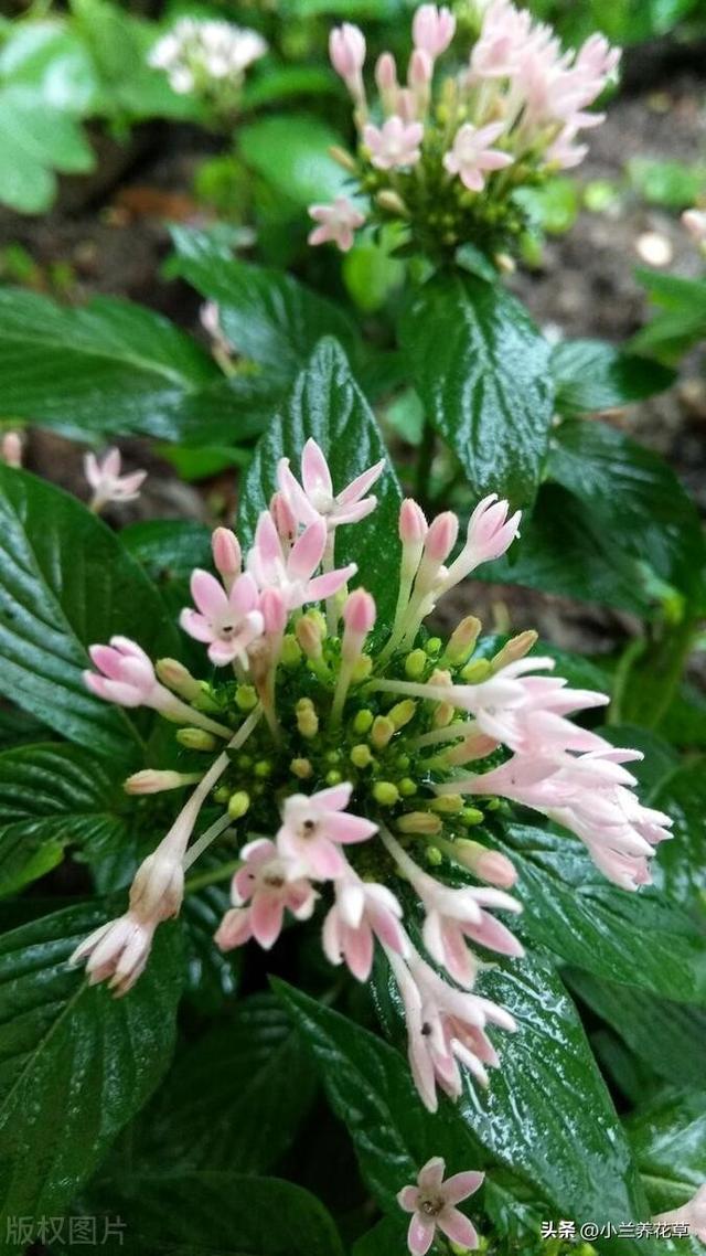 繁星花，花开绝美似繁星，养殖注意这些细节，轻松爆盆不输绣球。