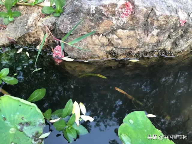 这种东西别误食！寄生虫多达6000条，严重可致死！