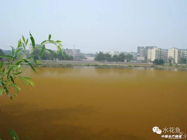 水色与藻类息息相关，不同的藻显示不同水色