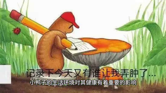 小鸭子怎么养成活率高