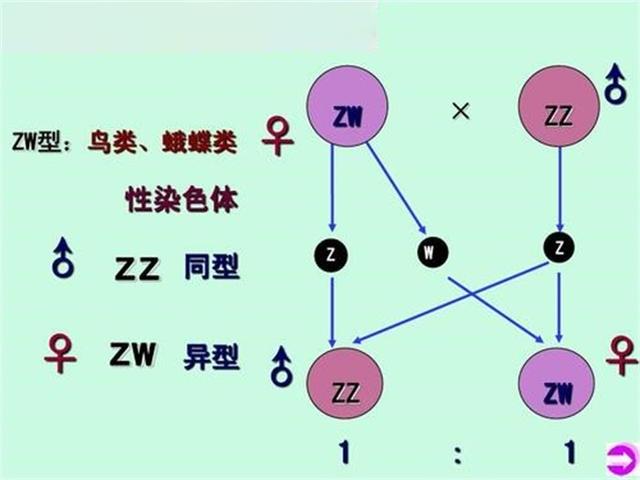 下蛋的公鸡，公鸡中的“战斗机”，公鸡怎么会下蛋呢？