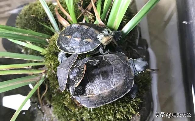 宠物巴西龟的生活习性与其家庭养殖技巧