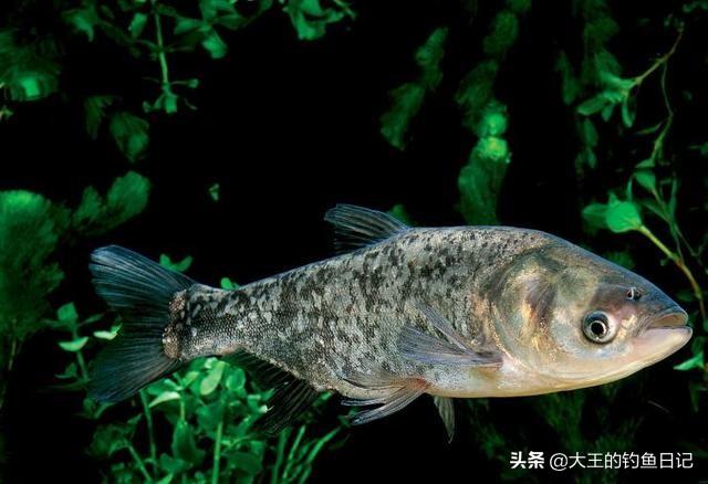 要想鲢鳙钓好，用饵技巧不能少！浅析浮钓鲢鳙的4个饵料搭配技巧