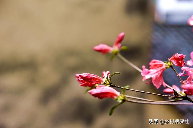 种植映山红，做好这4条，开花就不会少