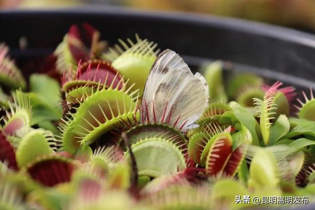 花艺新宠！嵩明有个食虫植物“千奇王国”