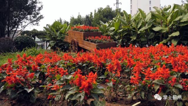 美！喜迎双节 鲜花扮靓古城