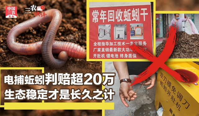 2023年，中央一号文件提出“严厉打击电捕蚯蚓”？蚯蚓有何妙用？