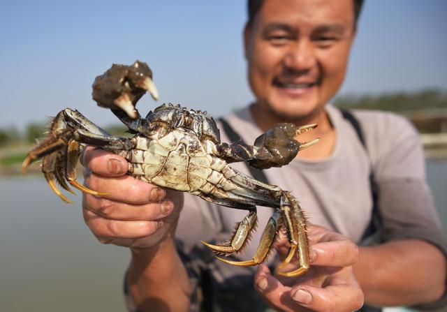 优质大闸蟹的养殖技巧，大闸蟹标准养殖流程