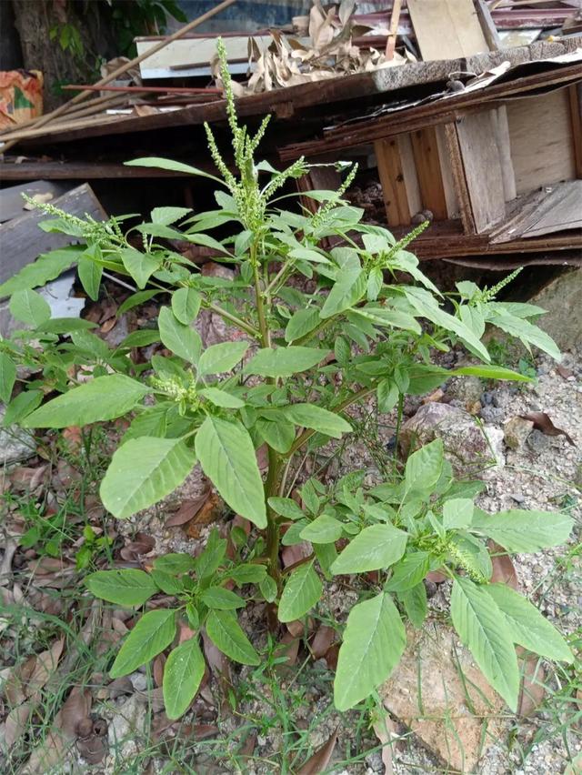 浑身长刺！湖南用来喂猪，广东把它看成土人参，连根都用来做美食