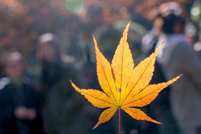 想要拍好花朵 这些细节你是需要知道 花卉拍摄技巧