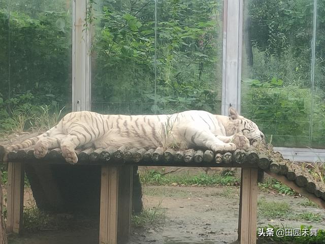 临沂动植物园，水陆空、大中小型动物应有尽有，我还是最爱大熊猫