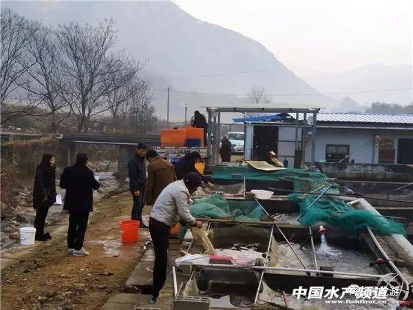 赛车与养鱼有啥关系？附淡水石斑鱼养殖技术