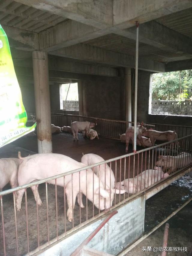 广西桂平市江老板坚持用微生物技术进行生态养殖，猪场无臭不外排