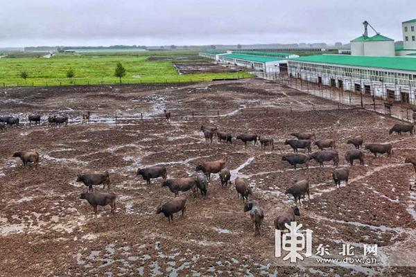 网络媒体看鹤城｜龙江和牛：规模化饲养闯出致富“牛”路子