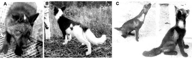 把野生狐狸驯化成宠物需要多久？硬核科学家只花了60年