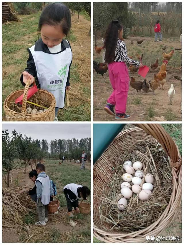 做小农场主 享农耕之乐｜“驴聪聪”亲子农场，打造菏泽农耕文化新名片