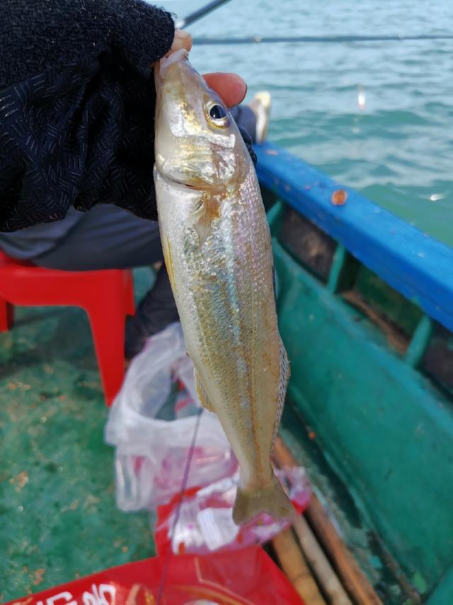 海钓你用什么饵？我用蜜汁腌虾饵 还没空过军