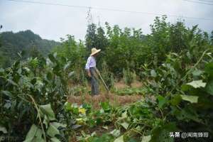 土鸡养殖项目建议书(小投资、回报快、低风险的农业项目，蜜蜂土鸡混养技术，我看行)