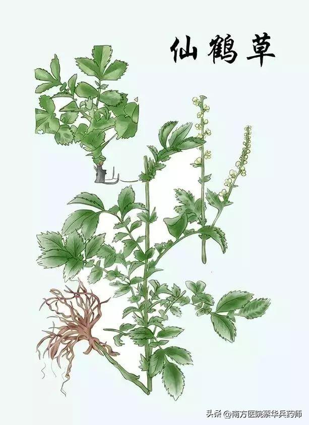 草名龙芽、药名仙鹤：上补肺肝脾，中能消积，下止泻痢，还能止血