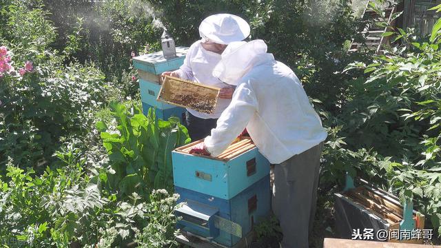 蜜蜂养殖15年，参透1个“等”字技术，老蜂农你领悟到了吗