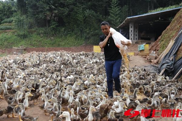 不等不靠谋新路 自力更生奔小康——鹤城区凉亭坳乡尹家岭村易地扶贫搬迁户夏昌春脱贫事迹