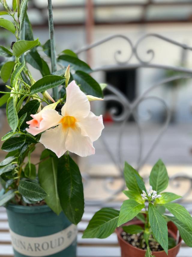 杏色双喜藤，网红植物的种植秘诀